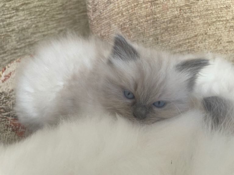 Ragdoll kittens for sale