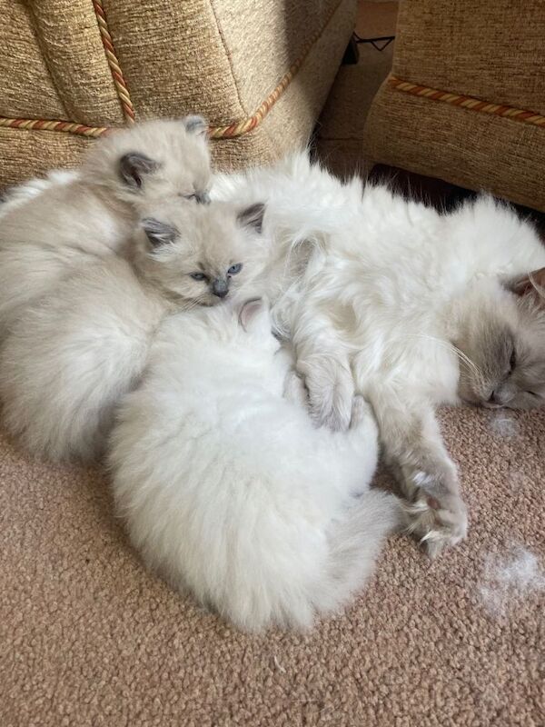 Ragdoll kittens for sale - Image 2 of 3