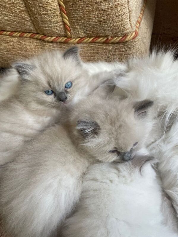 Ragdoll kittens for sale - Image 3 of 3