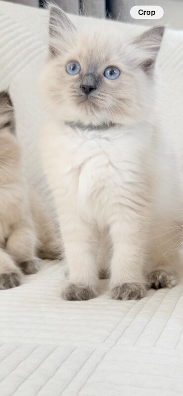 Ragdoll Kittens for Sale - Image 3 of 5