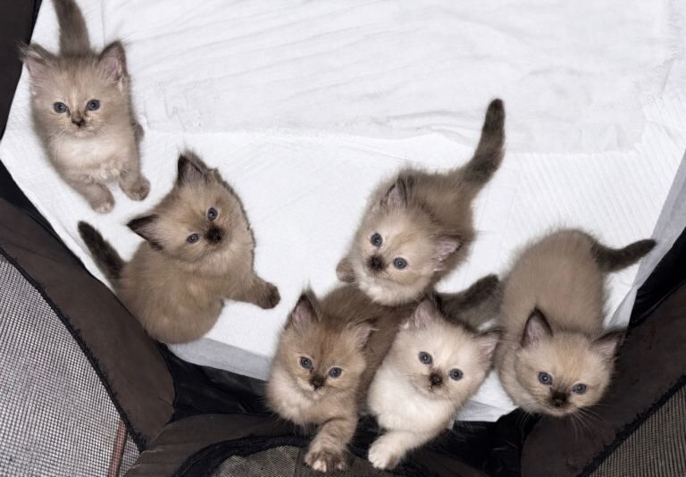 Ragdoll Kittens for Sale