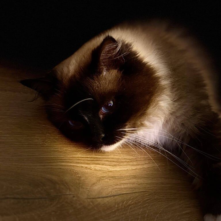 Ragdoll Kittens for Sale - 3 Boys for sale in Lanark, Lanarkshire
