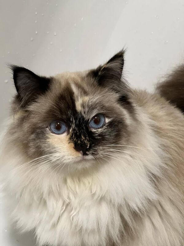 Ragdoll Kittens for Sale - 3 Boys for sale in Lanark, Lanarkshire - Image 2