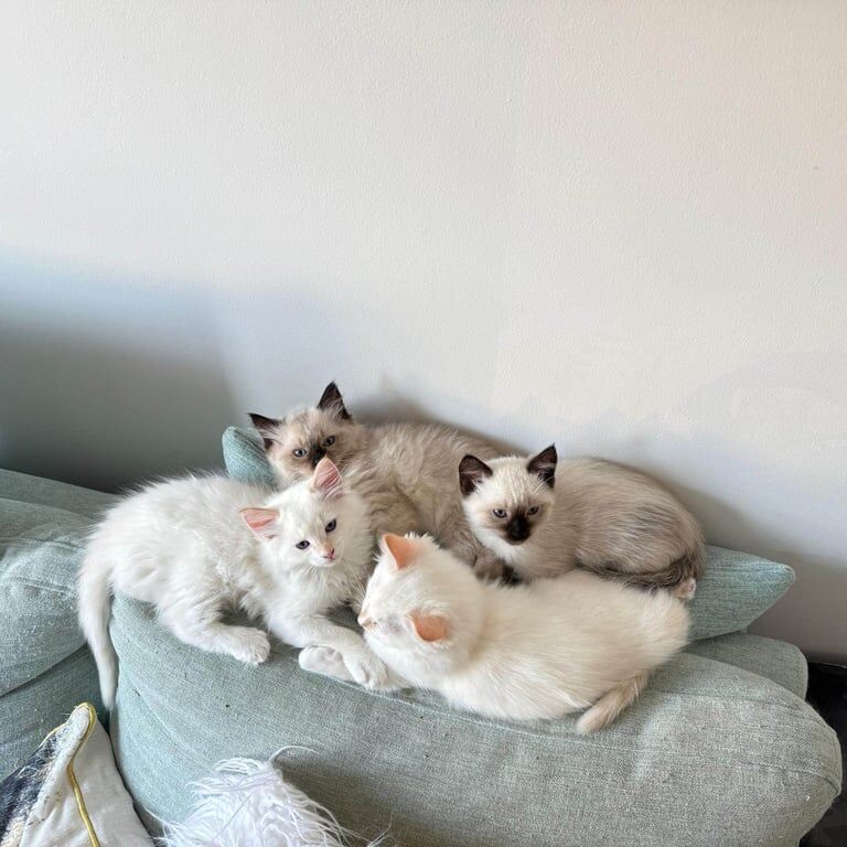 Ragdoll Kittens for Sale - 3 Boys for sale in Lanark, Lanarkshire - Image 3