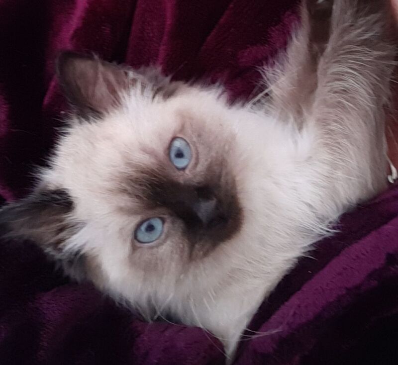 Ragdoll kittens for sale