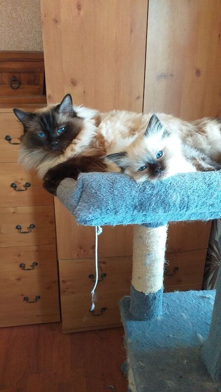 Ragdoll kittens for sale - Image 3 of 15