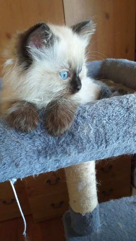 Ragdoll kittens for sale - Image 5 of 15