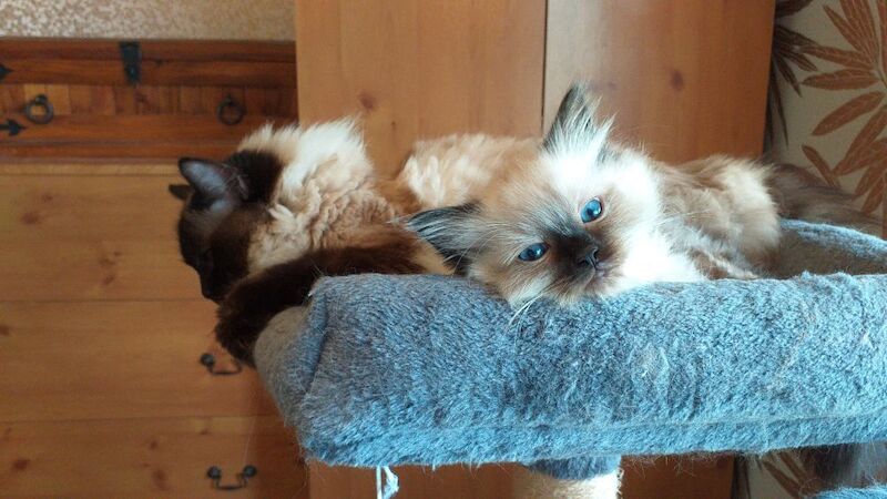 Ragdoll kittens for sale - Image 6 of 15