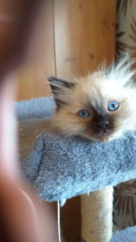 Ragdoll kittens for sale - Image 7 of 15