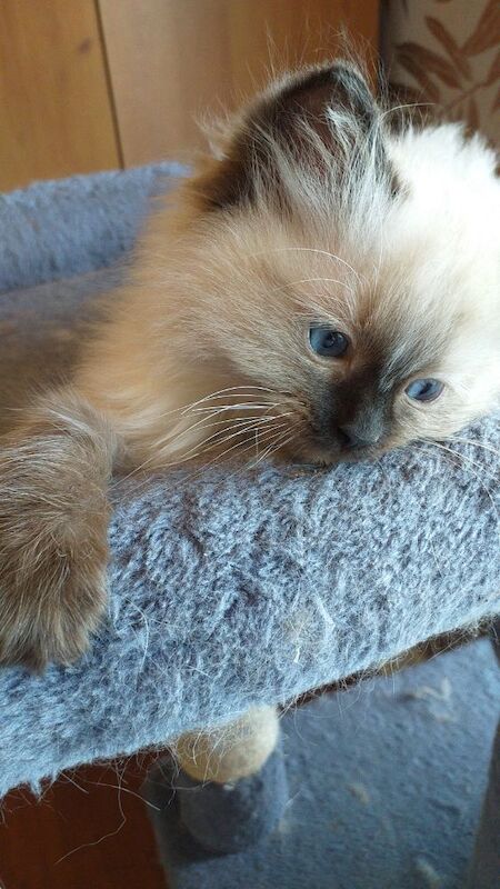 Ragdoll kittens for sale - Image 8 of 15