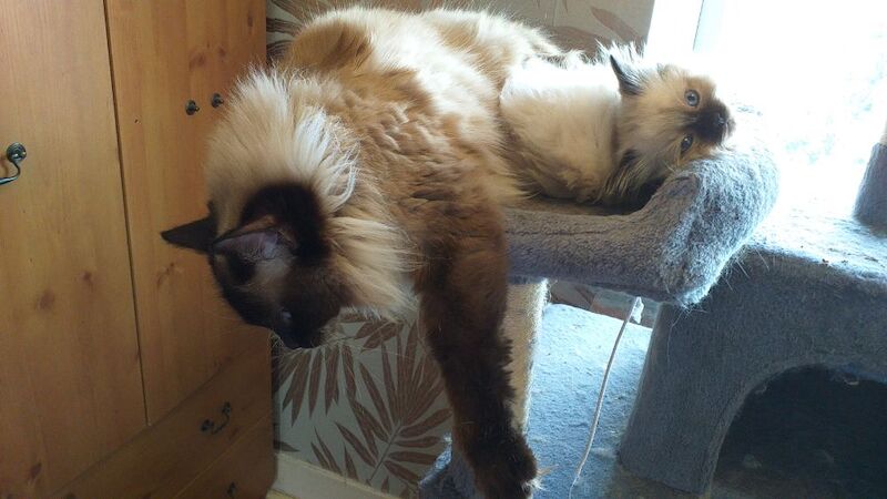 Ragdoll kittens for sale - Image 9 of 15