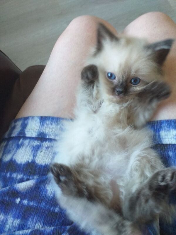 Ragdoll kittens for sale - Image 10 of 15