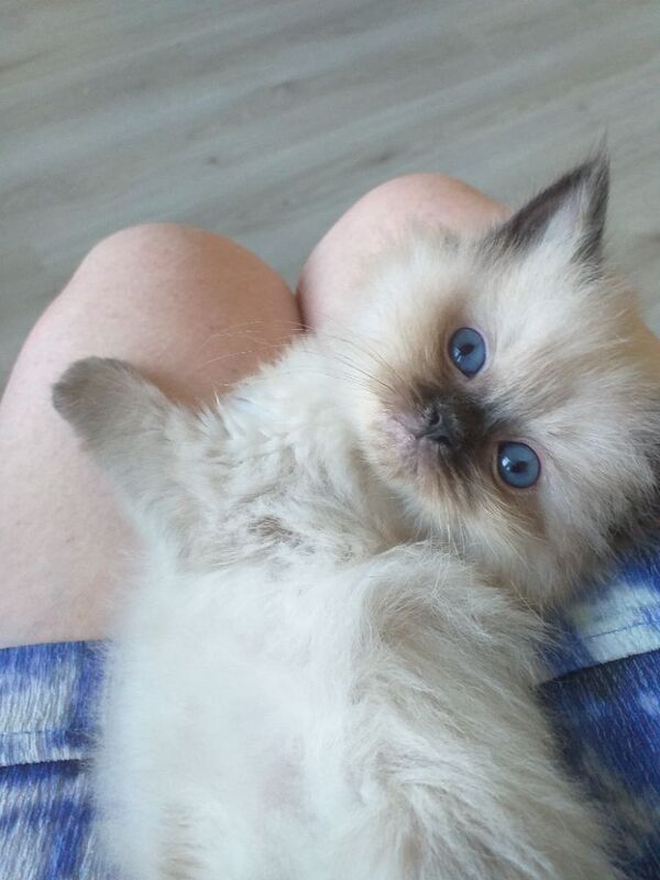 Ragdoll kittens for sale - Image 11 of 15