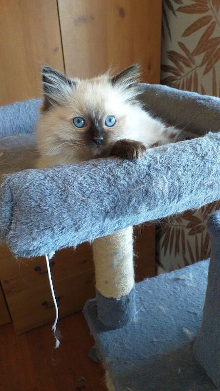 Ragdoll kittens for sale - Image 12 of 15