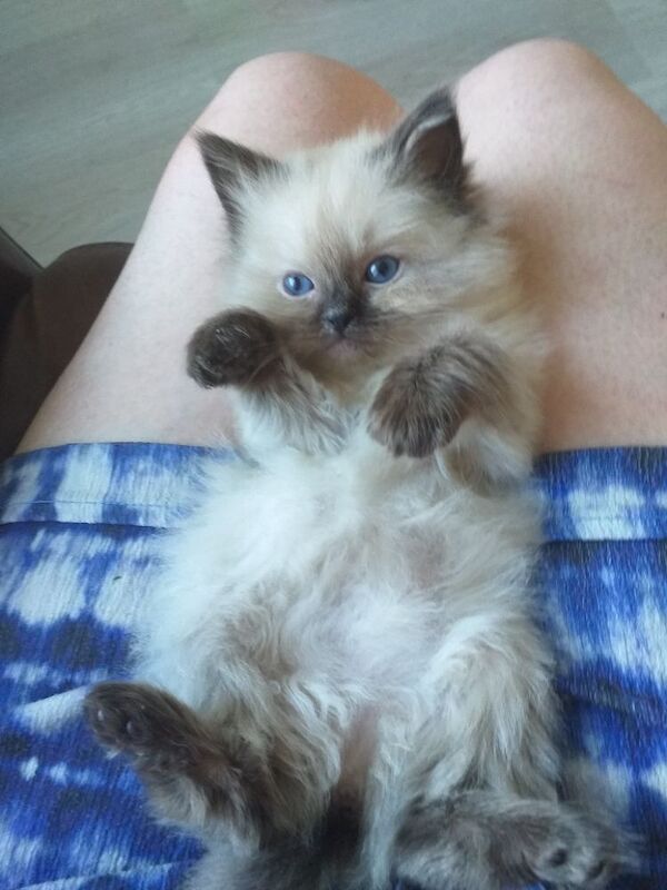 Ragdoll kittens for sale - Image 13 of 15