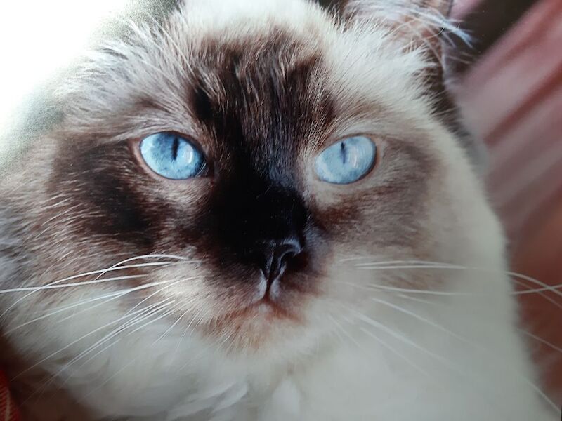 Ragdoll kittens for sale - Image 14 of 15