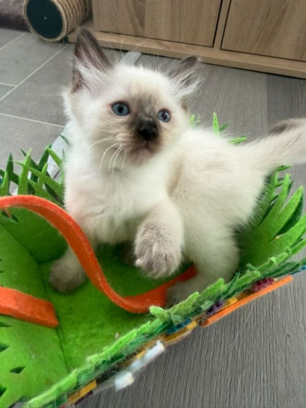 Ragdoll Kittens for Sale