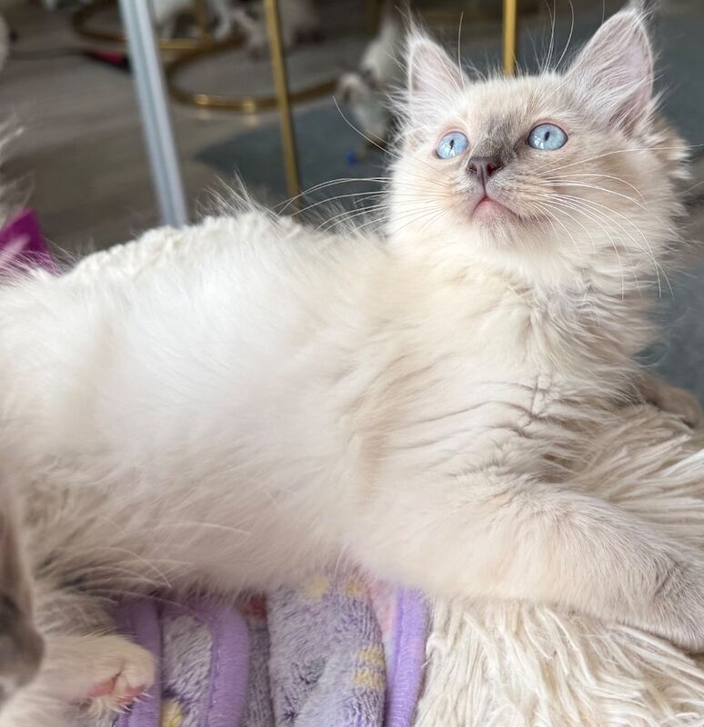 Ragdoll kittens for sale Male and Female available