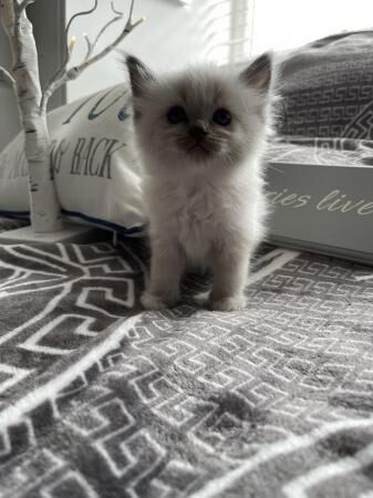 Ragdoll kittens for sale in Southampton, Hampshire