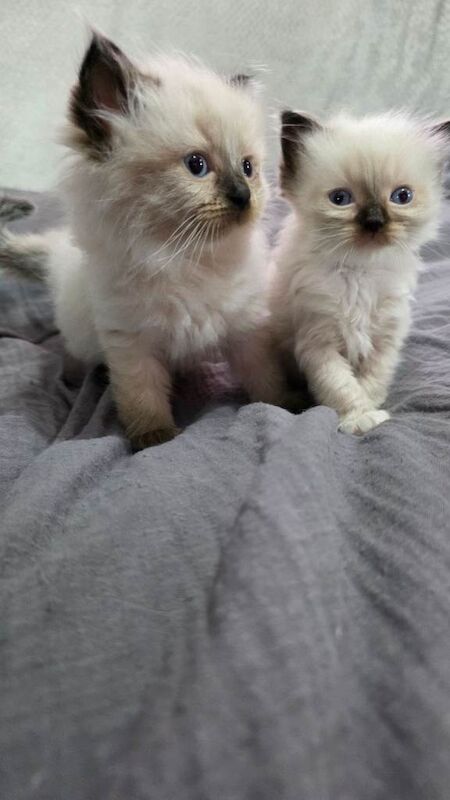 Ragdoll Kittens for sale £450