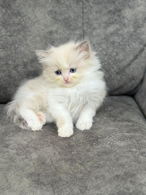 Ragdoll Kittens forsale for sale in Sandwell, West Midlands