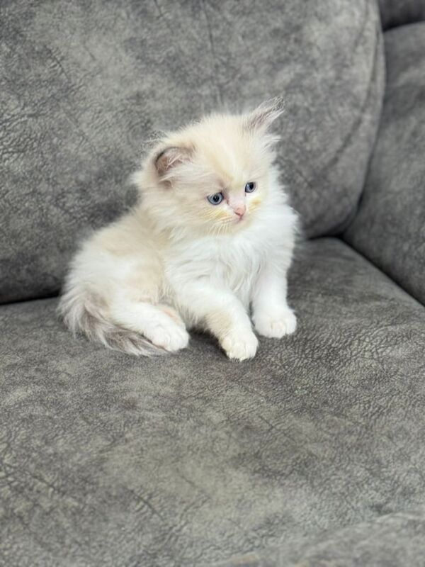 Ragdoll Kittens forsale for sale in Sandwell, West Midlands | Image 2