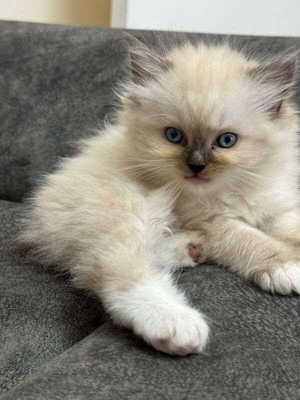 Ragdoll Kittens forsale for sale in Sandwell, West Midlands | Image 3