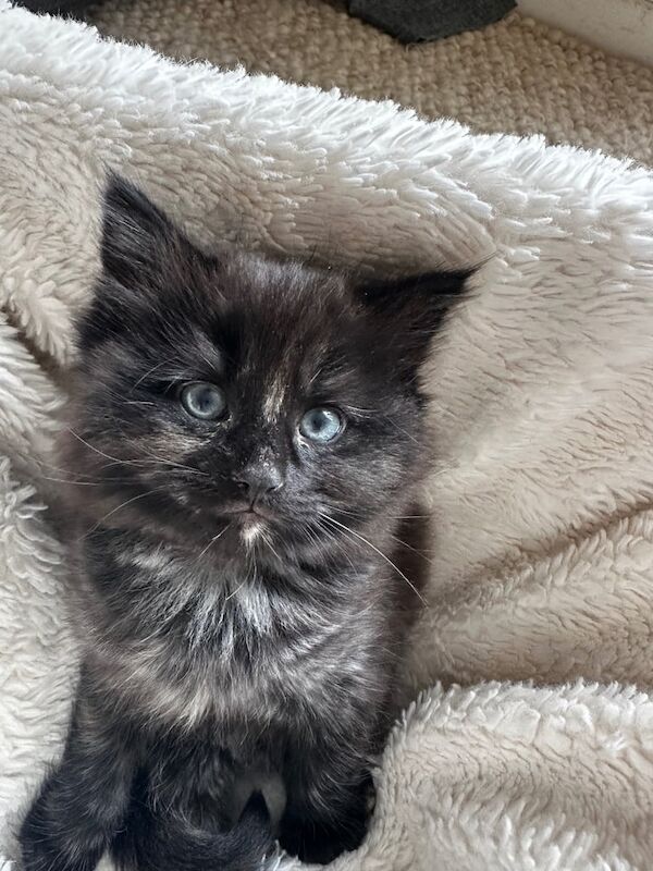 Ragdoll kittens for sale in Peterborough, Cambridgeshire – 9 weeks old