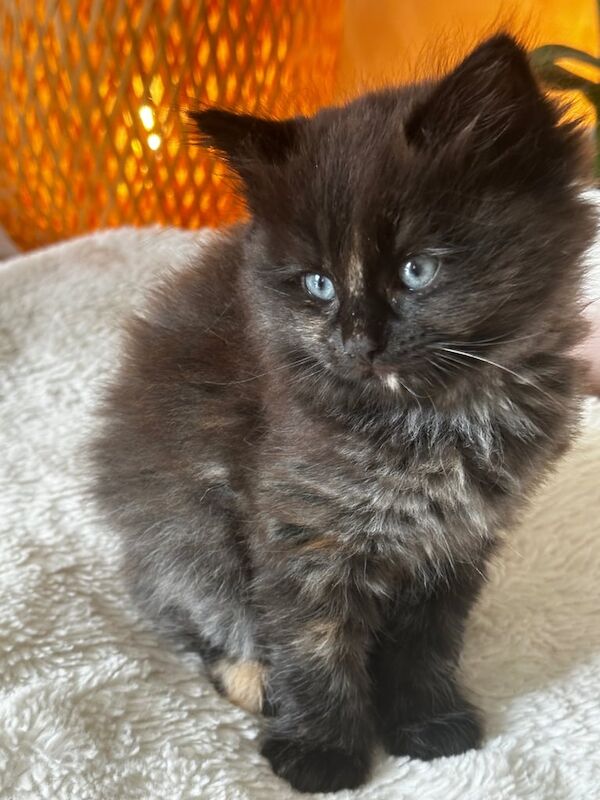 Ragdoll kittens for sale in Peterborough, Cambridgeshire – 9 weeks old - Image 2 of 3