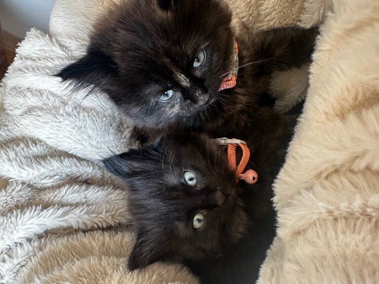 Ragdoll kittens for sale in Peterborough, Cambridgeshire – 9 weeks old - Image 3 of 3