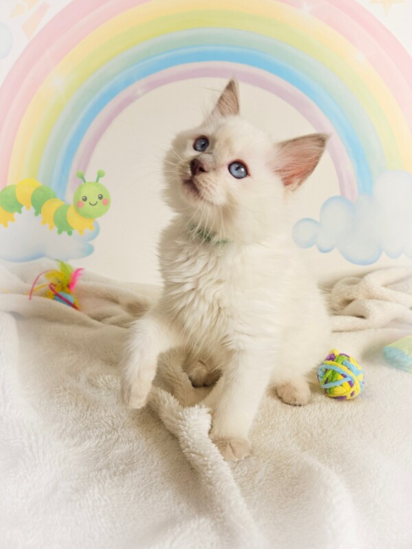 TICA Registered Ragdoll Kittens For Sale