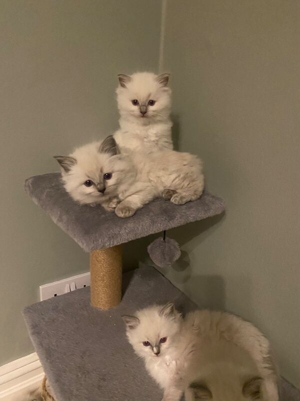 Ragdoll kittens gccf registered active and non active