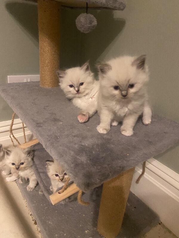 Ragdoll kittens gccf registered active and non active - Image 2 of 6