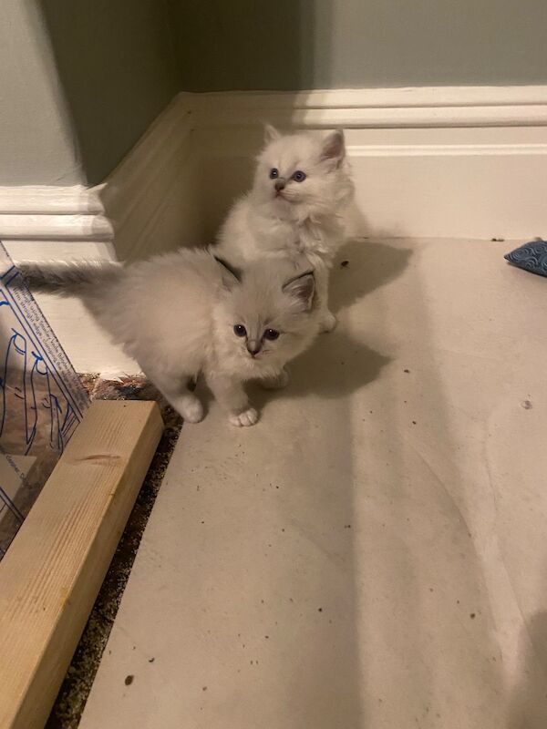 Ragdoll kittens gccf registered active and non active - Image 3 of 6