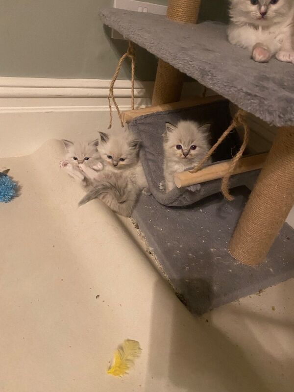 Ragdoll kittens gccf registered active and non active - Image 4 of 6