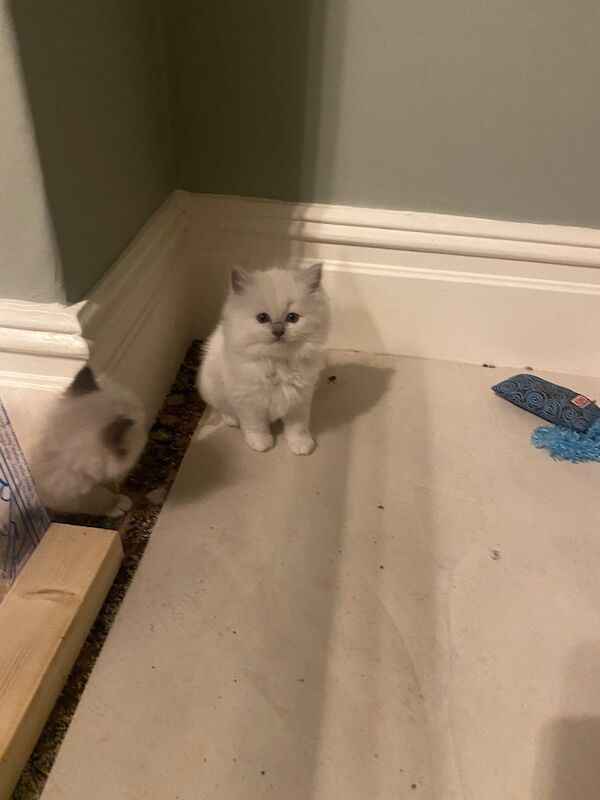 Ragdoll kittens gccf registered active and non active - Image 5 of 6