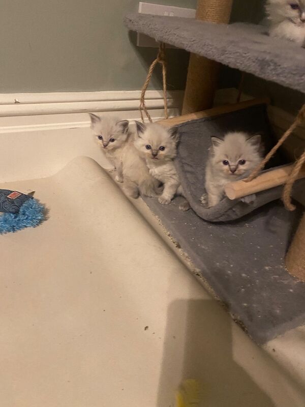 Ragdoll kittens gccf registered active and non active - Image 6 of 6