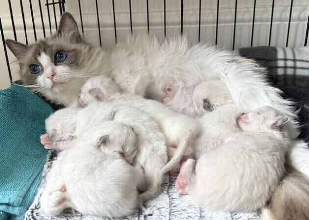 TICA Registered Ragdoll Kittens For Sale