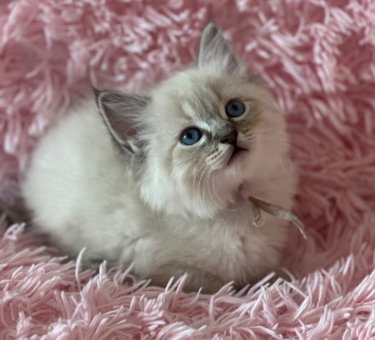 Ragdoll kittens looking for 5* home for sale in London