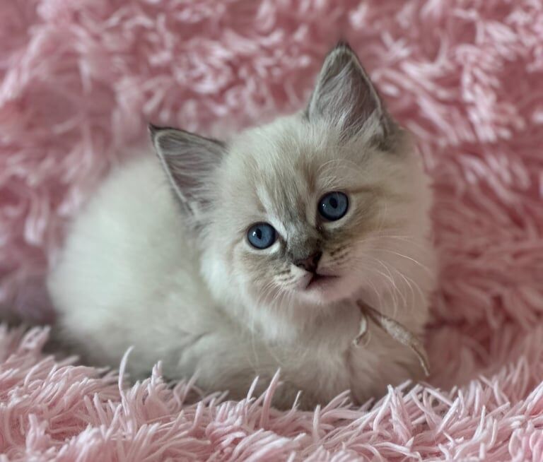 Ragdoll kittens looking for 5* home for sale in London | Image 2