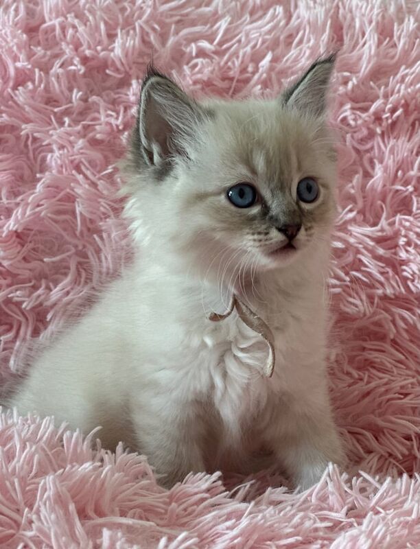 Ragdoll kittens looking for 5* home for sale in London | Image 3