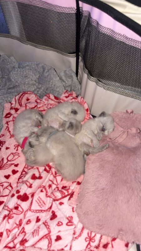 Ragdoll Kittens looking for perfect homes