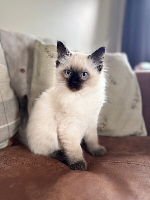 Ragdoll kittens for sale in Dromara, County Down – 9 weeks old