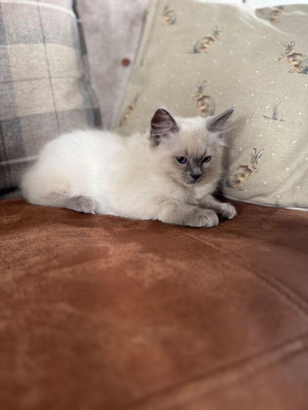 Ragdoll kittens for sale in Dromara, County Down – 9 weeks old - Image 2 of 2