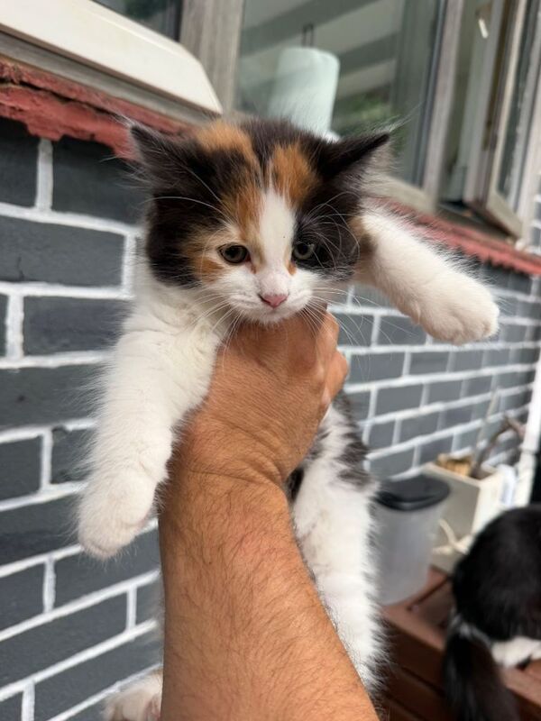 Ragdoll kittens (mixed breed) - Image 2 of 6
