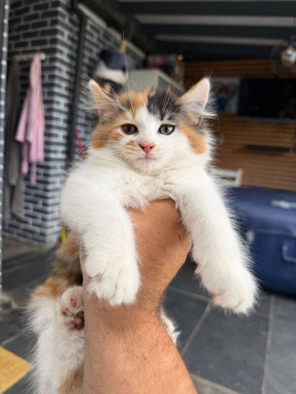 Ragdoll kittens (mixed breed) - Image 3 of 6