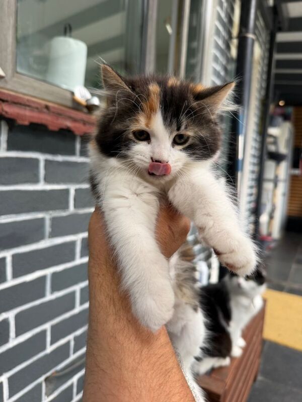 Ragdoll kittens (mixed breed) - Image 4 of 6