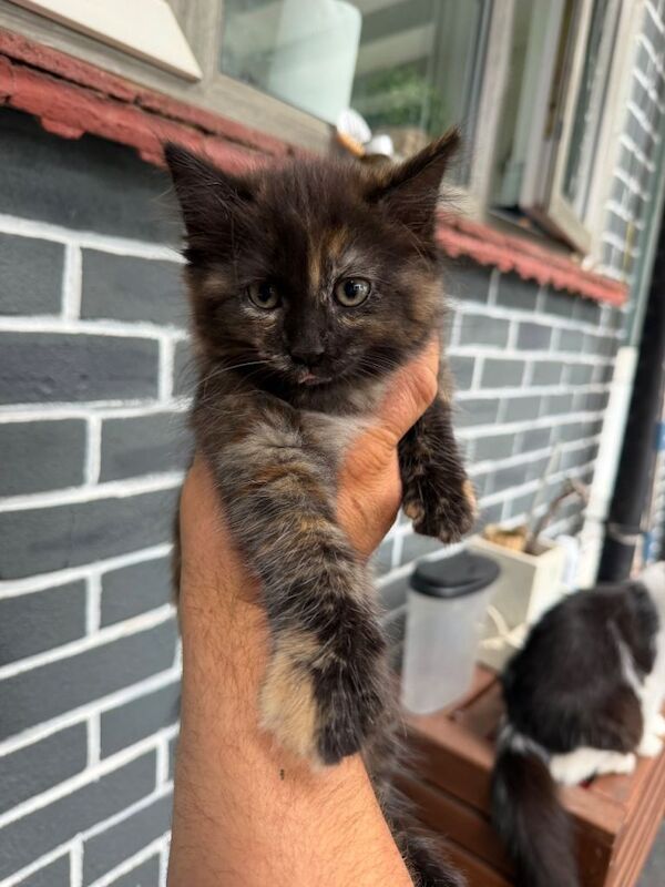 Ragdoll kittens (mixed breed) - Image 5 of 6