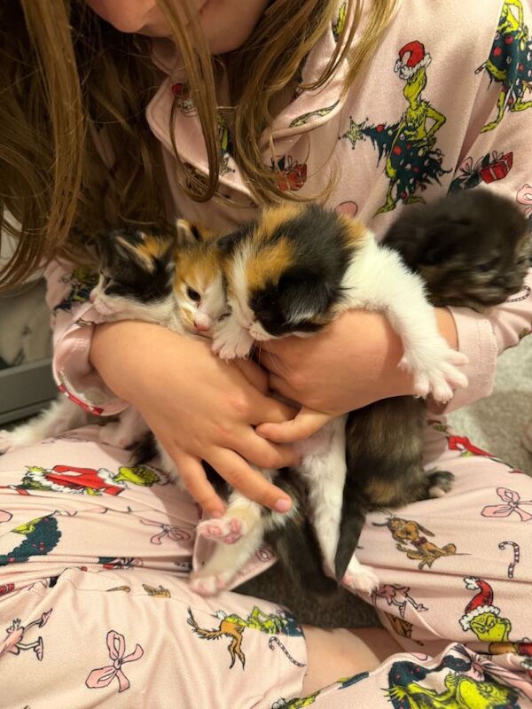 Ragdoll kittens (mixed breed) - Image 6 of 6