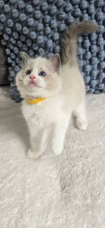 Ragdoll Kittens – Pedigree, Blue-Eyed Beauties! for sale in Seven Sisters, Greater London